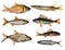 Seven freshwater fishes collection