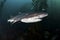 Seven Gill Shark