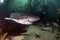 Seven Gill Shark