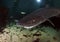 Seven Gill Shark