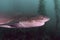 Seven Gill Shark