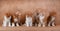 Seven ginger kittens sitting on a beige background.