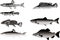 Seven grey fishes isolated on white