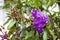 Seven hides Leathers purple flower - Andesanthus lepidotus