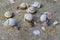 Seven little snails with beautiful shells.