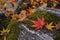 Seven lobed maple leaf