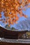 Seven lobed maple leaf Temple background