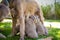 Seven long-haired Weimaraner puppies drink from their mother dog while standing. Her tail sticking up while drinking. Small