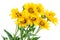 Seven miniature sunflowers