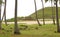 Seven Moais of Ahu Nau Nau and Single Moai of Ahu Ature Huki Ceremonial Platforms at Anakena Beach on Easter Island, Chile