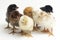 Seven newborn yellow brown black orange Chick Ayam Kampung . `free-range chicken` or literally `village chicken`Gallus domesticus.