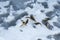 Seven perch and winter fishing tackle on a snow on a frozen lake. Ice fishing.