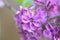 Seven-petalled lilac flower lucky photo