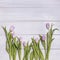 Seven pink tulips on wooden background