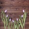 Seven pink tulips on wooden background