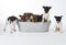 Seven Rat Terrier Puppies