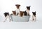 Seven Rat Terrier Puppies