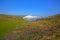 Seven Sisters chalk cliffs East Sussex uk with beautiful flowers