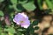 Seven SistersÃ¯Â¼Ë†Rosa multiflora Thunb. var. carnea Thory Ã¯Â¼â€°