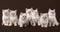 Seven small siberian kittens on dark brown