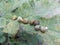 Seven snails on a clam shell sheet in the house snail close-up