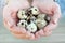 Seven speckled quail eggs in the hands of a woman