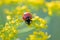 Seven-spot ladybird