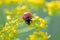 seven-spot ladybird