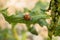 Seven-spot ladybird on a broad green leaf