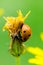Seven-spot ladybird climbing the flower