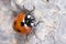 Seven-spot ladybird, Coccinella semptempunctata, climbing a rock on a sunny day.