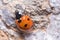 Seven-spot ladybird, Coccinella semptempunctata, climbing a rock on a sunny day