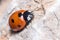 Seven-spot ladybird, Coccinella semptempunctata, posed a rock on a sunny day