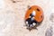 Seven-spot ladybird, Coccinella semptempunctata, walking on a rock on a sunny day