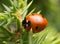 Seven-spot ladybird, Coccinella septempunctata on juniper