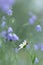 Seven-spot ladybird, Coccinella septempunctata resting on oxeeye daisy