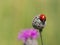 Seven-spot ladybird coccinella septempunctata sitting on greater knapweed plant