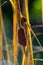 Seven-spot Ladybird on Dwarf Cattail