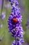 Seven spot ladybird on a lavender plant