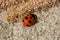 Seven-spot ladybird on sand. Coccinella septempunctata, the seven-spot ladybug, is the most common ladybird in Europe