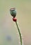 Seven spot ladybird on the stem of a poppy with seed pod.