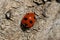 Seven-spot ladybird on wood. Coccinella septempunctata, the seven-spot ladybug, is the most common ladybird in Europe
