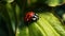 Seven Spot Ladybug