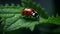 Seven Spot Ladybug