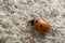Seven spot ladybug, Coccinella septempunctata on sand