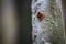 A seven-spot ladybug and a group of locusts on bamboo