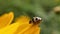 Seven-spot ladybug ladybird sitting on a leaf and doing its thing in a macro shot. Coccinella septempunctata seven-spot ladybir