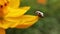 Seven-spot ladybug ladybird sitting on a leaf and doing its thing in a macro shot. Coccinella septempunctata seven-spot ladybir