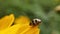 Seven-spot ladybug ladybird sitting on a leaf and doing its thing in a macro shot. Coccinella septempunctata seven-spot ladybir