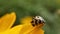 Seven-spot ladybug ladybird sitting on a leaf and doing its thing in a macro shot. Coccinella septempunctata seven-spot ladybir